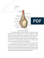 makroskopis genitalia.docx