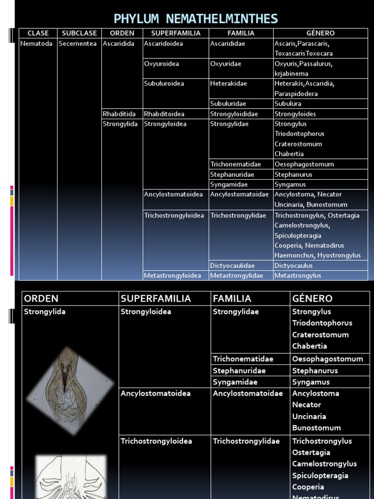 Orden Strongylida Familia Strongylidae | Nematodo | Naturaleza