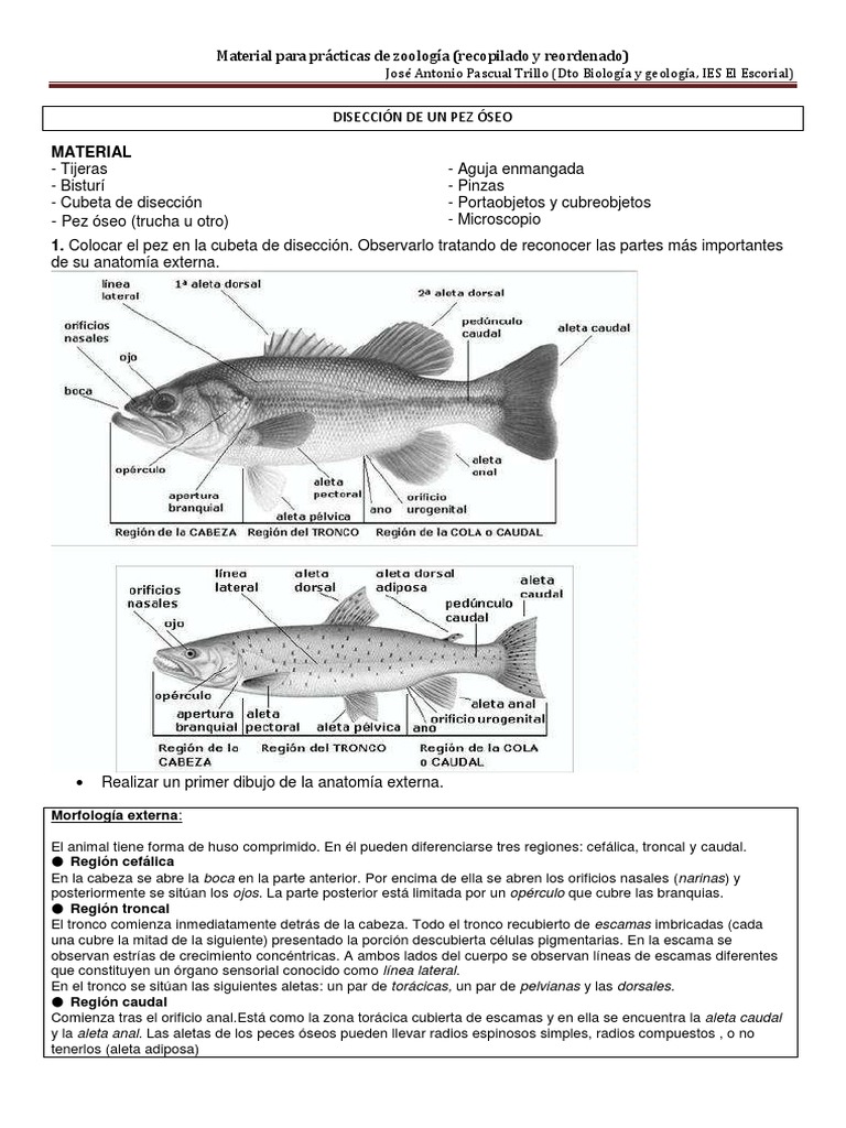 Diseccion Pez Oseo | PDF | Sistema digestivo humano | Pescado