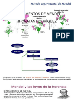 Experimentos de Mendel