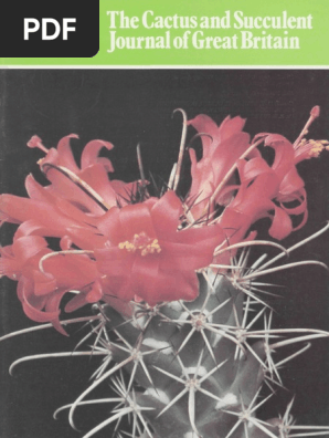 15 SEEDS RARE CONOPHYTUM LIMPIDUM (Mesemb exotic semi rock living