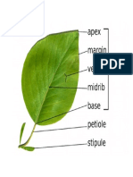 Plant Leaf Anatomy
