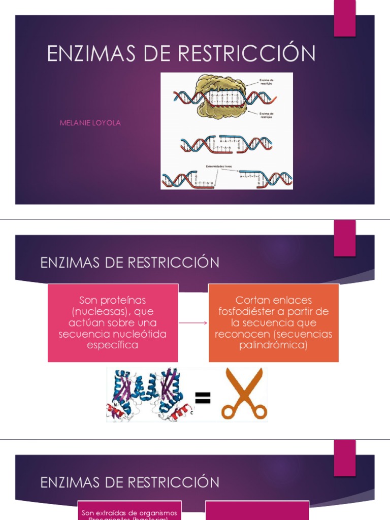 enzimas-de-restricci-n-tipos-y-aplicaciones-pdf-enzima-restrictiva