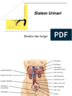 Sistem Urinari: Struktur Dan Fungsi