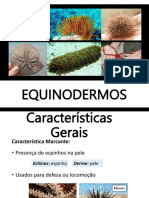 EQUINODERMOS