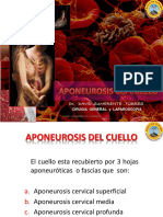 Aponeurosis - Triangulos Del Cuello