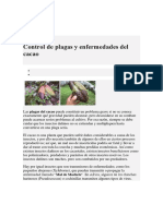 Control de Plagas y Enfermedades Del Cacao