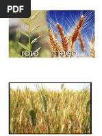o joio e o trigo
