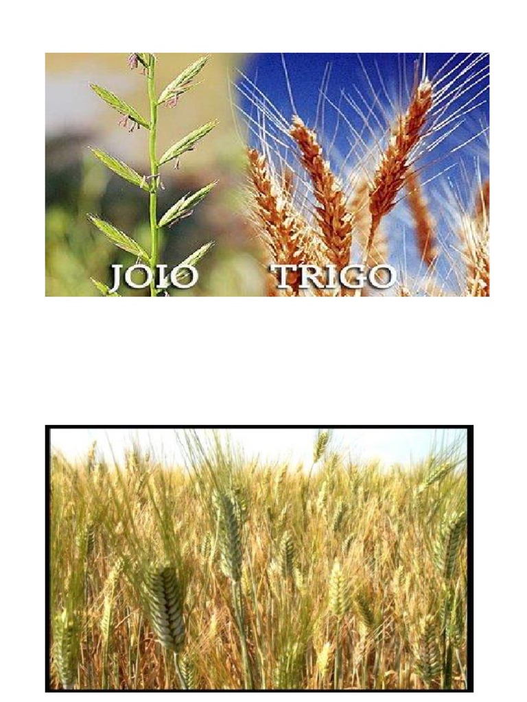 O Joio e o Trigo | PDF