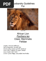 Afrincan Lion