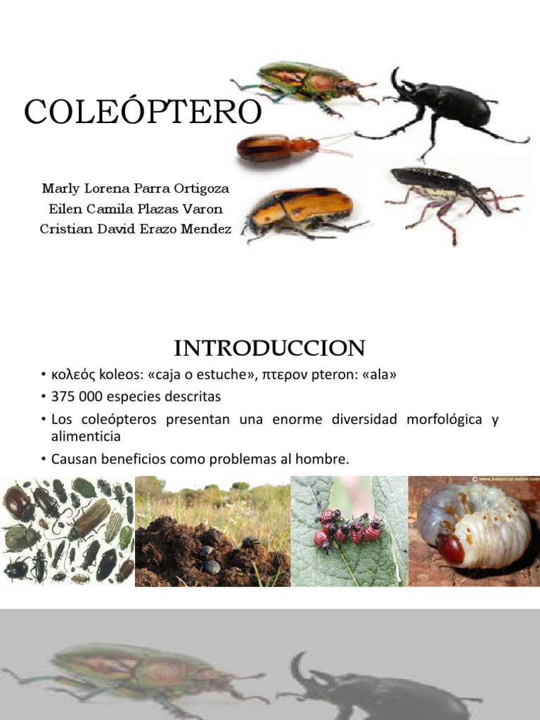 Características y Diversidad de Coleópteros | PDF | Escarabajo | Insectos