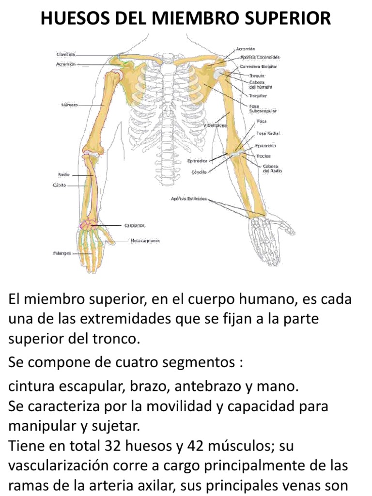 Huesos Del Miembro Superior | PDF | Sistema musculoesquelético | Anatomía  de los primates, image size:768x1024