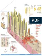 2016 Infografico Enfermedad Celiaca