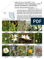 Field Guides Peru Plants of Tanta Huachipampa Tomas