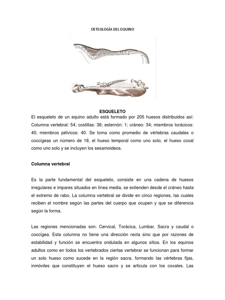 Osteología Del Equino Pdf Vértebra Tórax