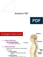 Anatomi Sistem Saraf Pusat dan Tepi