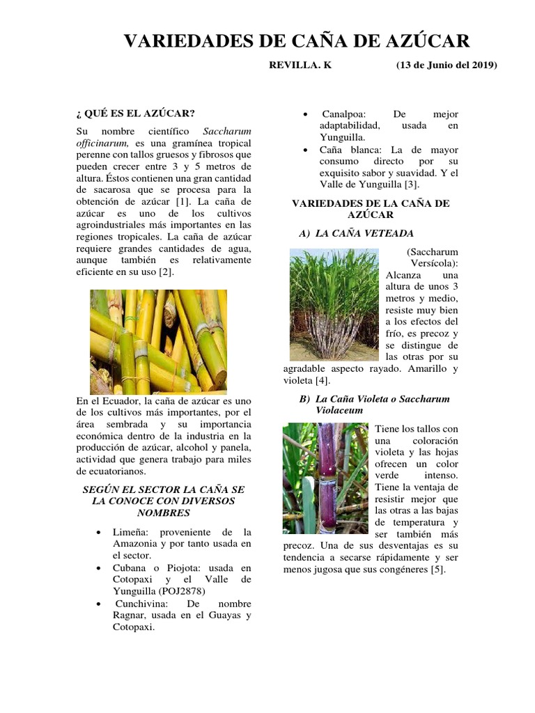 Variedades de Caña de Azúcar | PDF | Azúcar | Dieta y nutrición