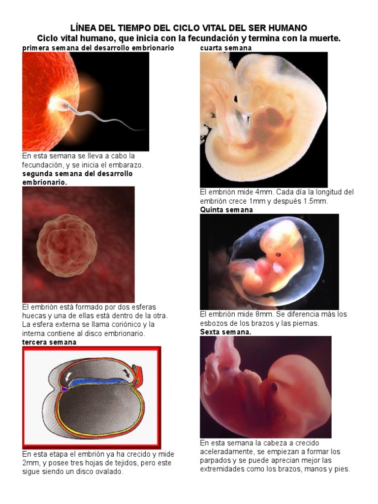 Línea Del Tiempo Del Ciclo Vital Del Ser Humano | PDF | Pubertad |  Reproducción, image size:768x1024