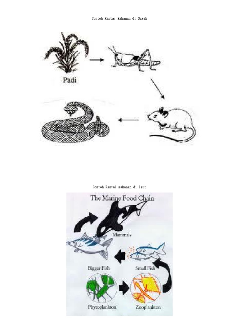 Contoh Rantai Makanan Di Sawah Pdf