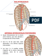 Arterias intercostales: anatomía y función