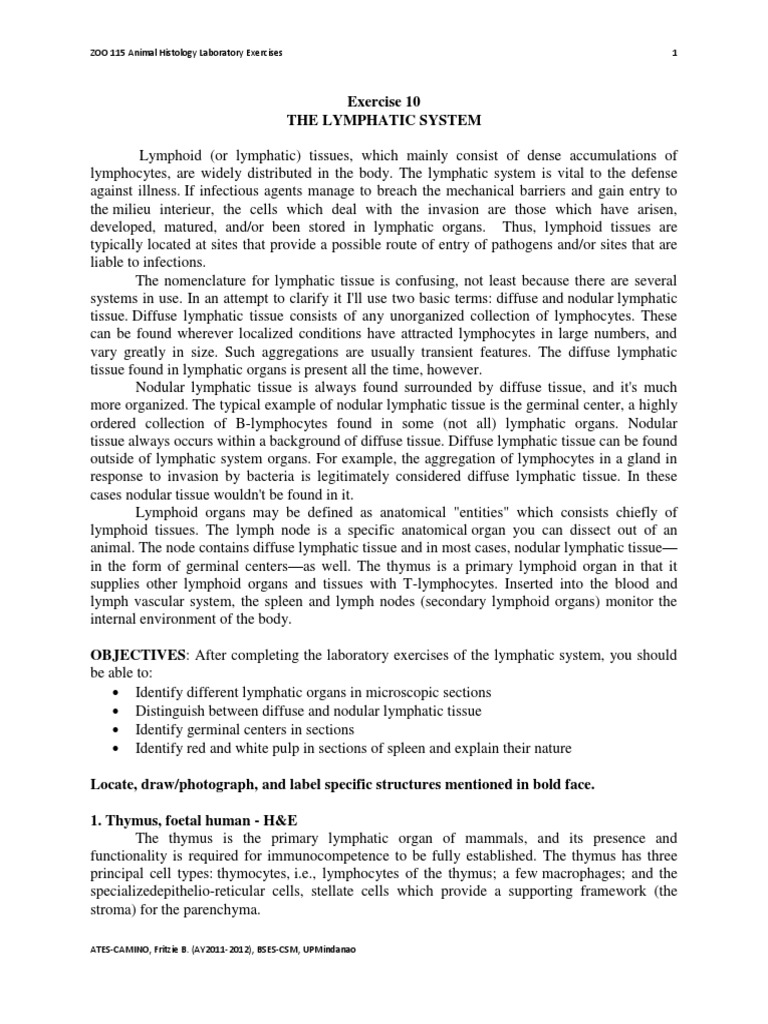 Lymph Node Structure and Function | PDF | Lymph Node | Lymphatic System