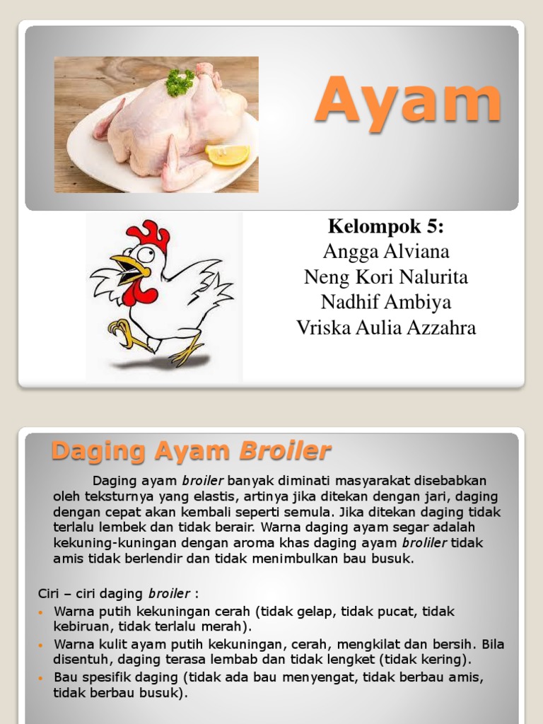 Ayam Boiler