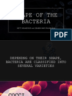 Shape of The Bacteria