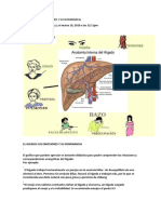 El Higado Sus Emociones y Su Dominancia