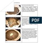 Informe de Plantas Fanerogamas