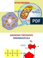 Mitocondrias, glucólisis y respiración celular aeróbica