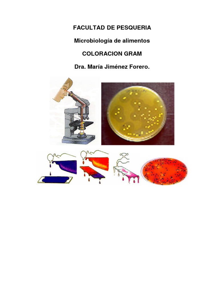 Coloración Gram en Microbiología Bacteriana | PDF | Tinción | Las bacterias