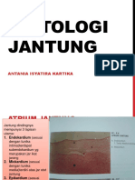 Histologi Jantung Tania