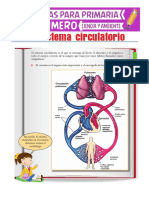 Sistema circulatorio 