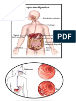 aparato digestivo