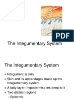 The Integumentary System.ppt
