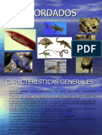 Cordados