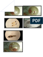 Tugas Bioper Kelompok Gratia