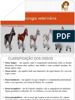 Posicionamento e Anatomia