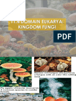 Domain Eukarya (Kingdom Fungi)