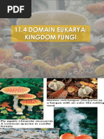 Domain Eukarya (Kingdom Fungi)