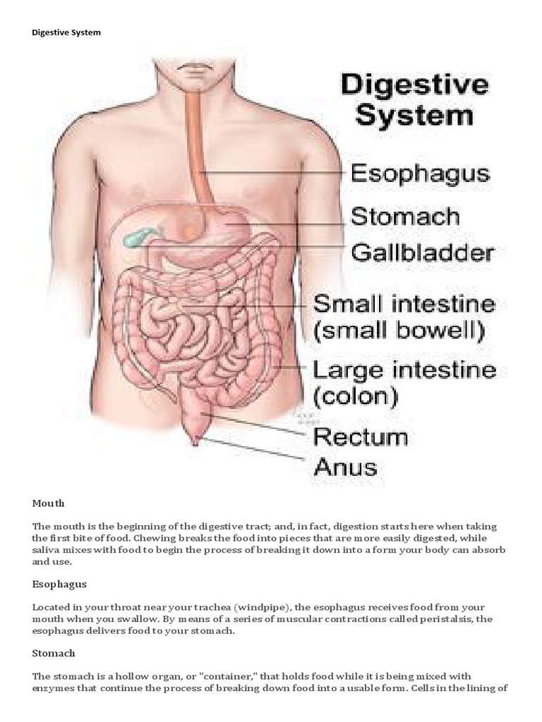PPT - Understanding the Digestive System: Mouth to Large Intestine  PowerPoint Presentation - ID:2193445, image size:768x1024