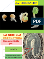 01_GERMINACION (1)