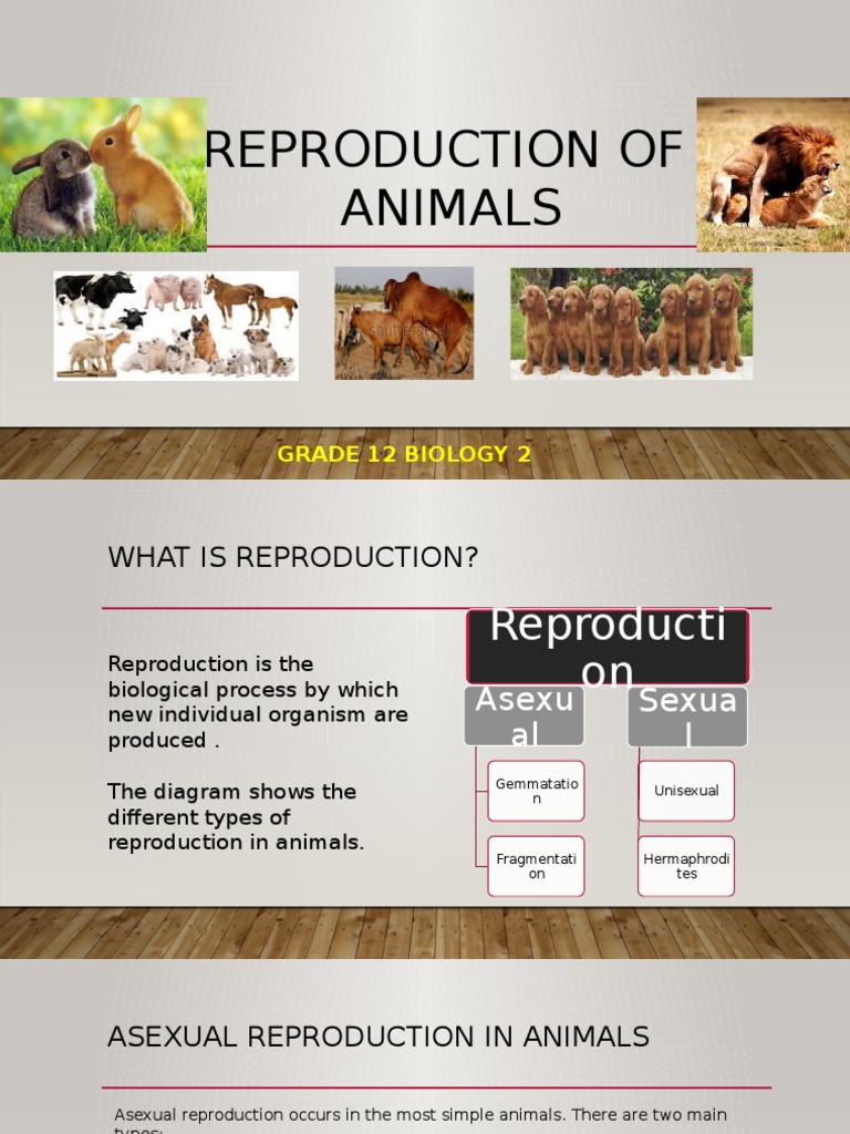 Animal Reproduction Processes Explained | PDF | Sexual Reproduction | Male