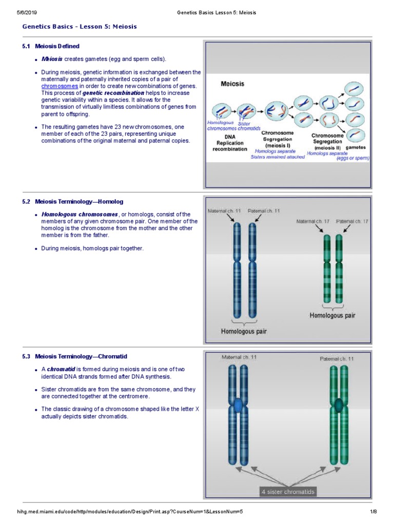 Understanding Meiosis and Genetic Variation | PDF | Meiosis | Chromosome