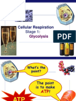 Cellular Respiration: Stage 1