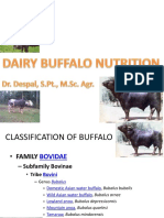 Classification and Characteristics of Buffalo
