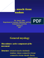 Muscles Tendon Phy I So Therapist