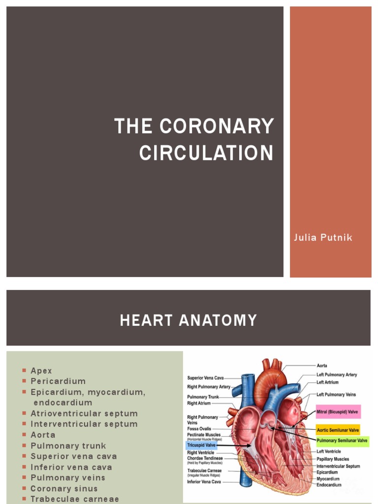 The Coronary Circulation | PDF | Coronary Circulation | Heart Valve