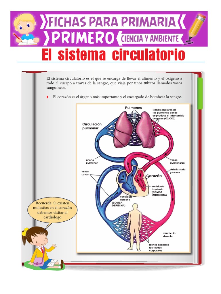El Sistema Circulatorio para Primero de Primaria PDF | PDF | Sistema ...
