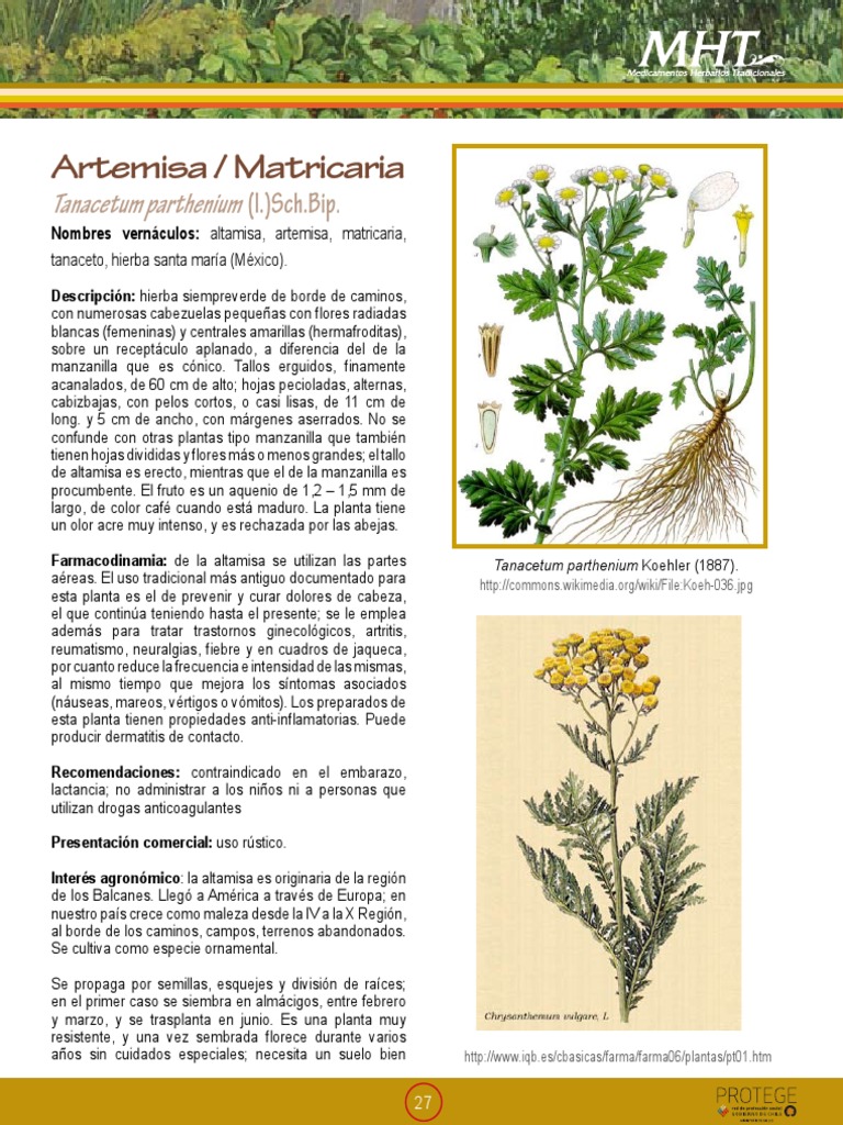 Propiedades y usos de la altamisa | PDF | Plantas | Salud y bienestar